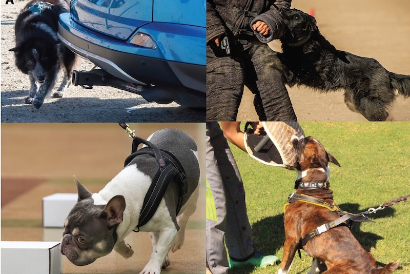 Bilim insanları açıkladı: Köpekler sanıldığı gibi belirli işler için “tasarlanmadı”