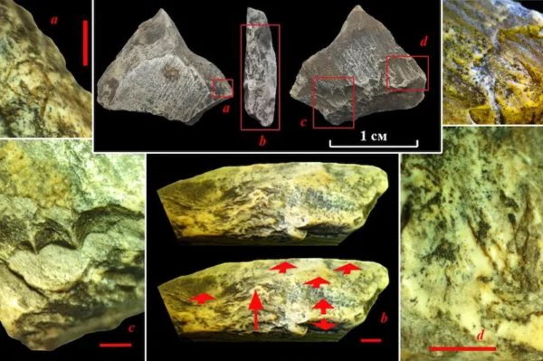 400 Bin Yıllık Mamut Dişi Parçaları Çocuk Oyuncağı Olabilir