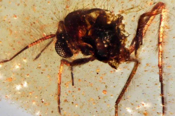 112 Milyon Yıllık Kehribarda Böcekler ve Örümcek Ağı Bulundu