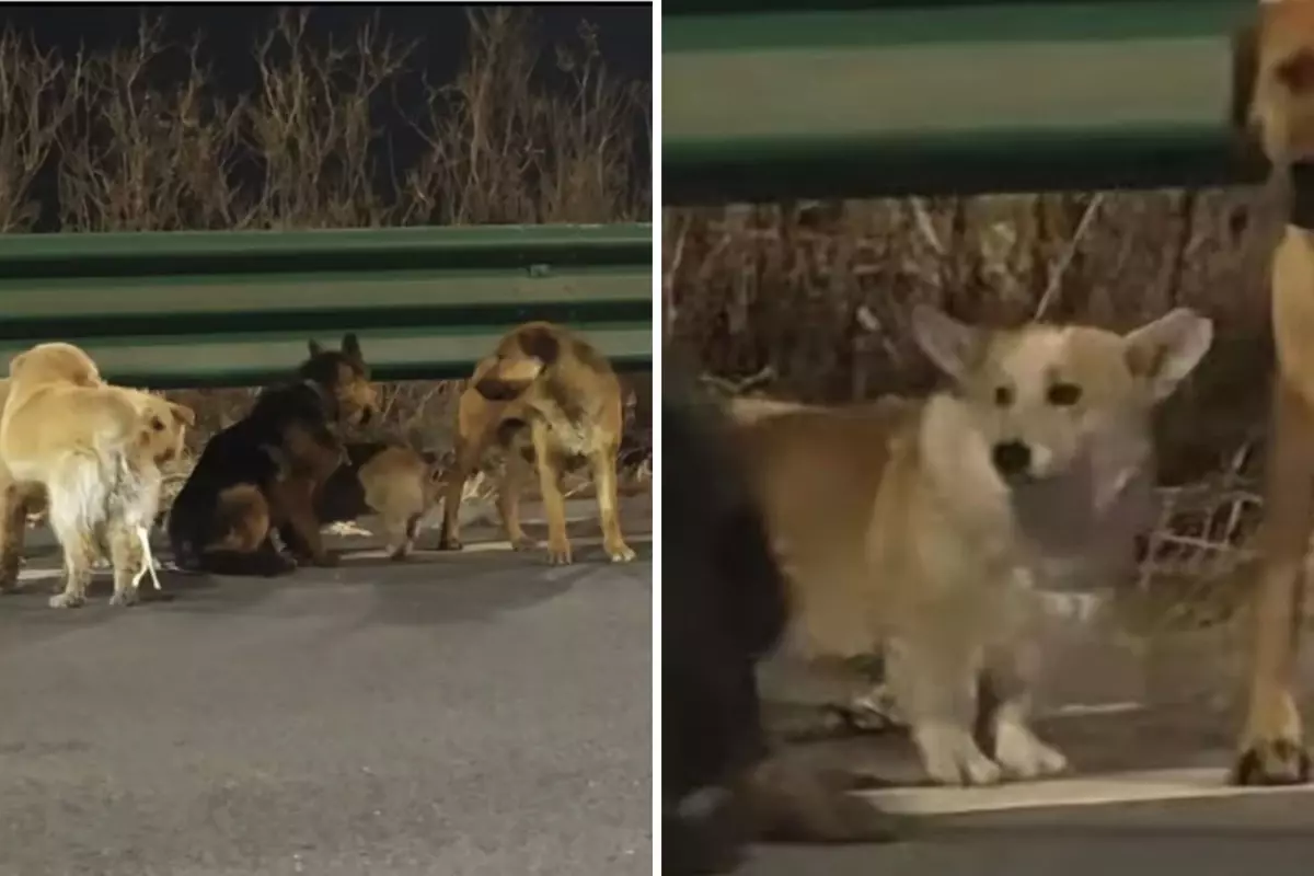 Kesimhaneden Kaçış: 7 Köpek 16 Kilometrelik Özgürlük Yolculuğuna Çıktı