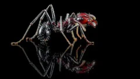 Kenya’da “uçan karınca” sezonu karaborsaya düştü: Kraliçeler 220 dolara kadar alıcı buluyor