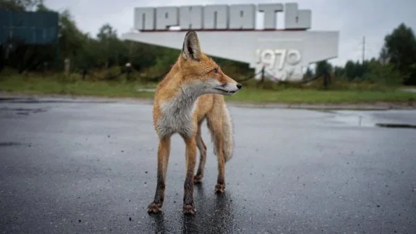 Çernobil’de Doğa Bekleneni Yapmadı: Yaban Hayatı Nasıl Değişti?
