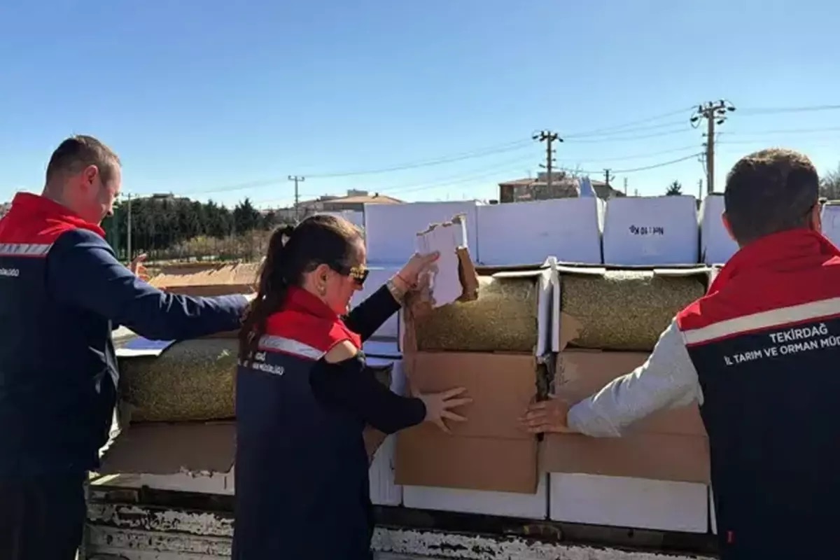 Baklavada Kullanılmak Üzere Ele Geçirilen 2 Ton Fıstıkta Kanserojen Madde Tespit Edildi.