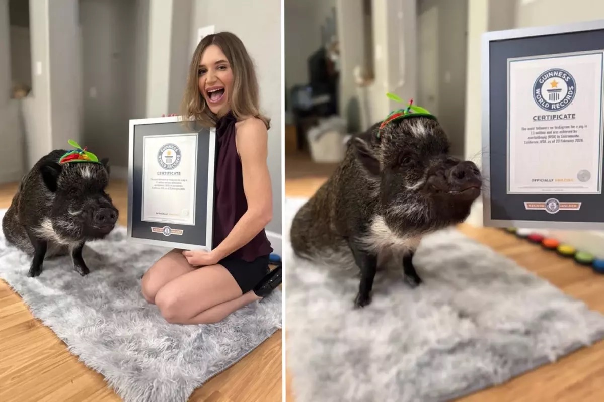 Dünya rekorlarına adını yazdıran domuz: Merlin