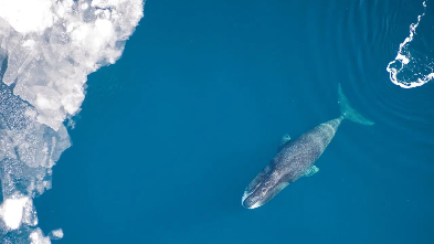 Okyanusun Sırrı: İnsan Ömrü 200 Yıla Ulaşabilir mi?