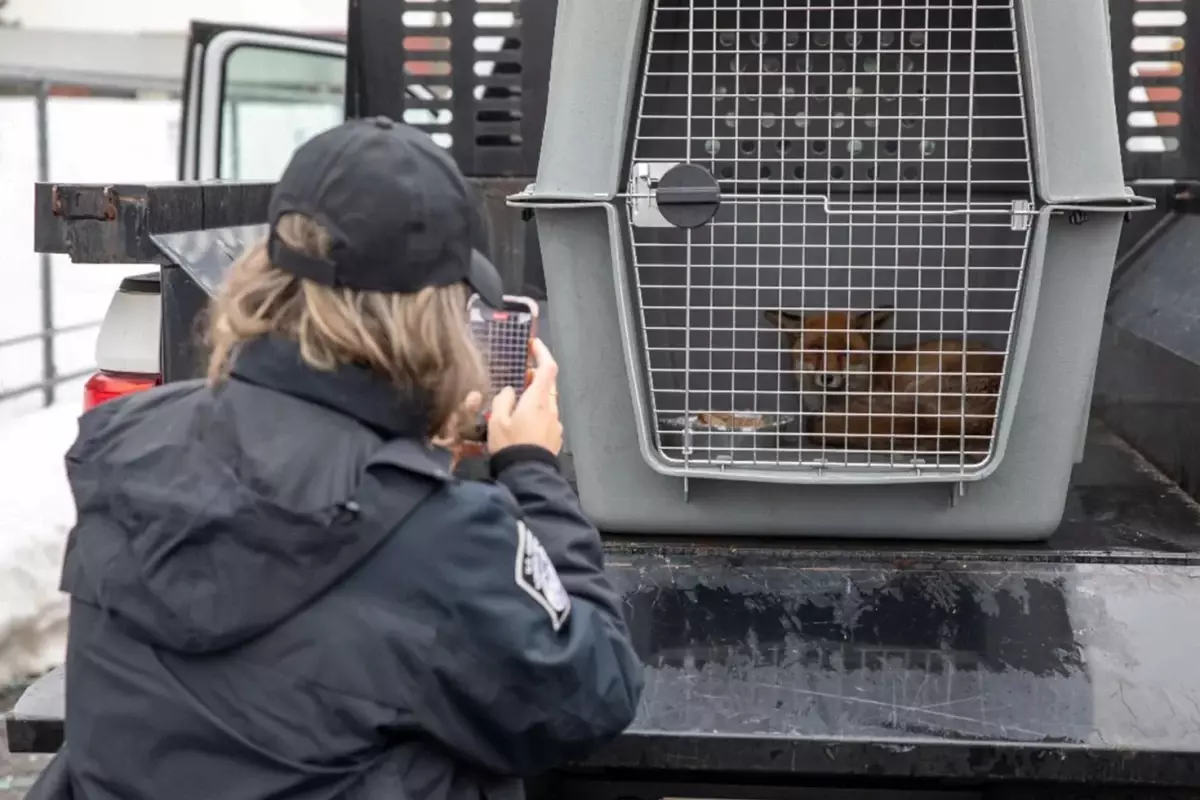 İngiltere’den ABD’ye 5 bin 500 kilometrelik “kaçak” yolculuk: Kızıl tilki kargo gemisinde ortaya çıktı