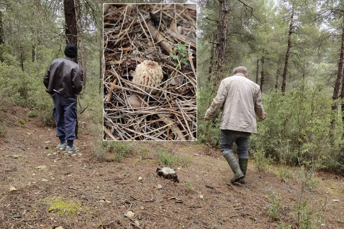 “Altın Bulmuş Gibi Seviniyoruz”: Bucak’ta Kuzugöbeği Mantarı Sezonu Başladı