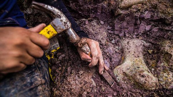 Brezilya’da yeni bir dev dinozor türü keşfedildi