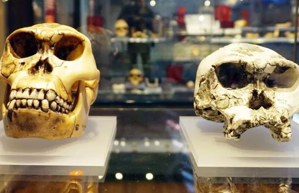 İlk İnsan Türü Sandığımız Homo habilis Aslında İnsan Olmayabilir
