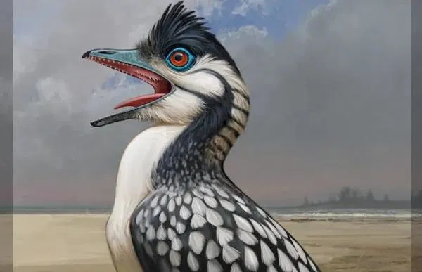 Archaeopteryx’te Keşfedilen Sıra Dışı Özellikler Kuş Evrimine Yeni Işık Tutuyor