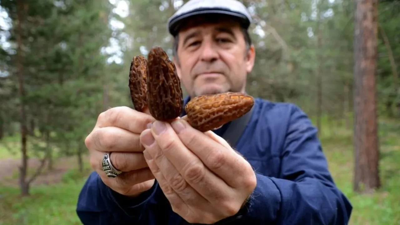 Yağışlar bereket getirdi: Kuzugöbeği mantarı doğada çoğaldı, kilosu 2 bin TL’ye kadar çıktı
