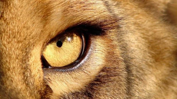 Dünyanın En Tehlikeli Hayvanları Açıklandı: En Çok Ölüm Sivrisineklerden Kaynaklanıyor