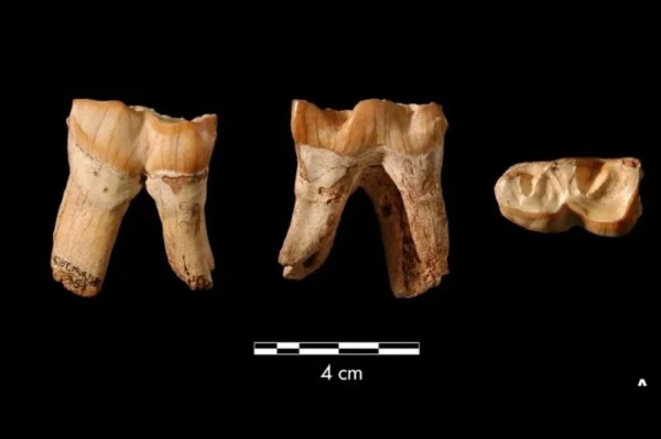 Neandertallerin Sıradışı Alet Çantası Ortaya Çıktı: Gergedan Dişleri Sanılandan Çok Daha İşlevsel
