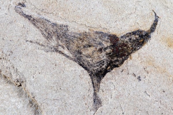 Çin’de bulunan fosiller karmaşık yaşamın sanılandan daha erken ortaya çıktığını gösterdi