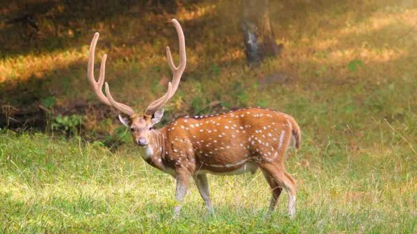Herbivor canlılar nedir? Bitkilerle beslenen türlerin özellikleri
