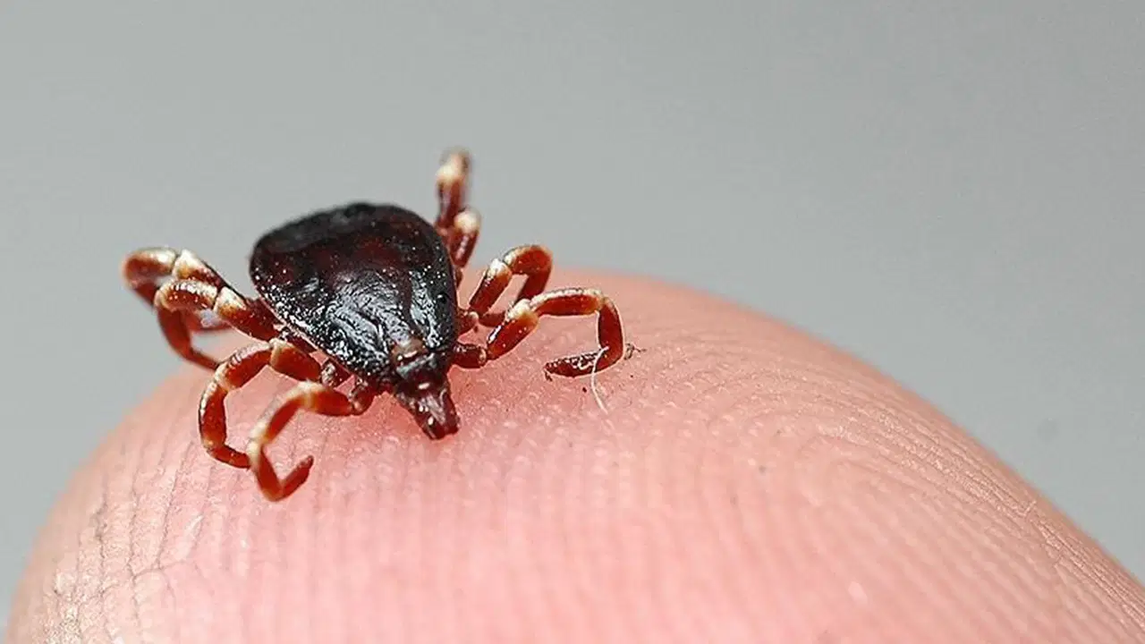 Havaların Isınmasıyla Kene Riski Artıyor: Uzmanlar Kritik Uyarılarda Bulundu