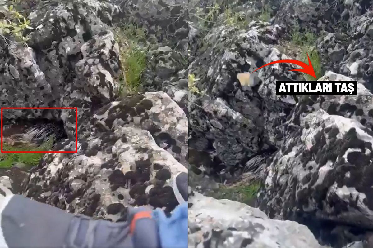 Diyarbakır’da Nadir Tür Alarmı: Oklu Kirpi Koruma Altına Alındı