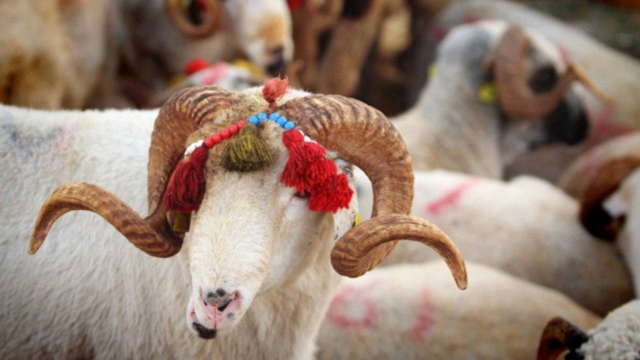 Kurban Bayramı Tatili Kaç Gün Olacak ?