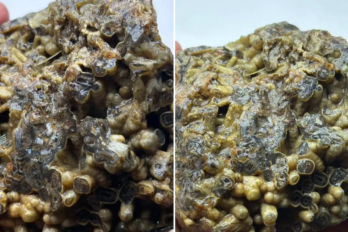 Türkiye’de bulundu: Sahibi satışa çıkardı