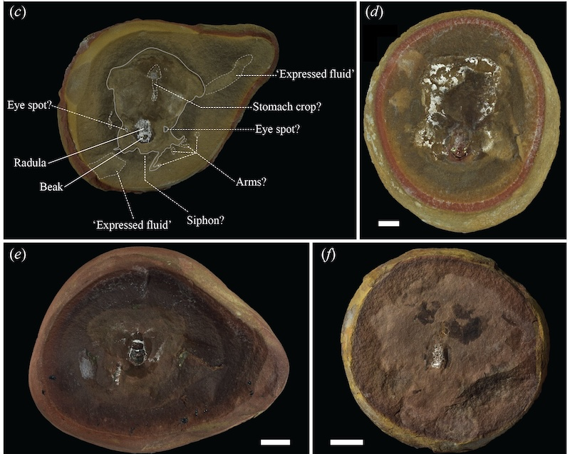 Yanlış Fosil: Pohlsepia Mazonensis