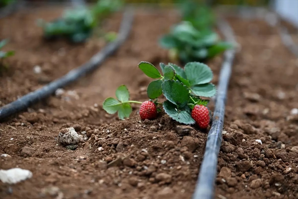 Gaziantep’te GAPTARIM Fuarı Kapılarını Açtı