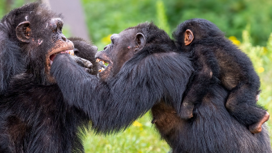 Bilim Dünyasını Şaşırtan “Şempanze Savaşı”