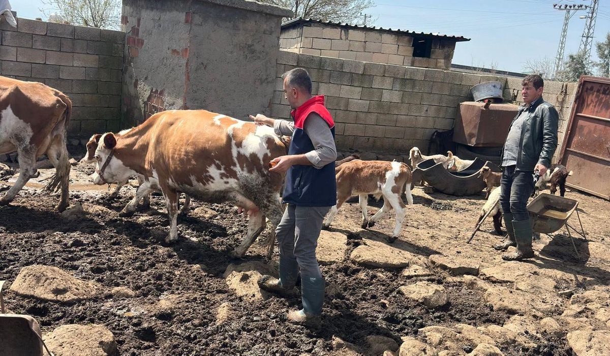 Cizre’de, hayvancılık sektörünün desteklenmesi amacıyla aşılama ve küpeleme çalışmaları yürütülüyor.