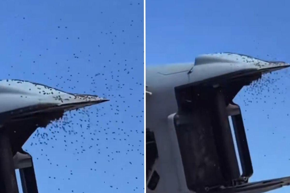 İsrail’de Olağanüstü Arı Yoğunluğu: Hava Trafiği ve Günlük Yaşam Aksadı2