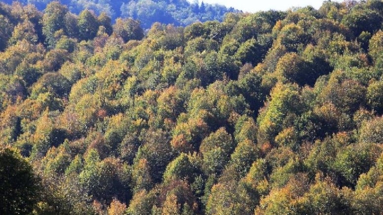 180 Yıl Sonra Doğaya Dönüş: “Kayıp” Dev Canlılar Yeniden Yaşam Alanlarında