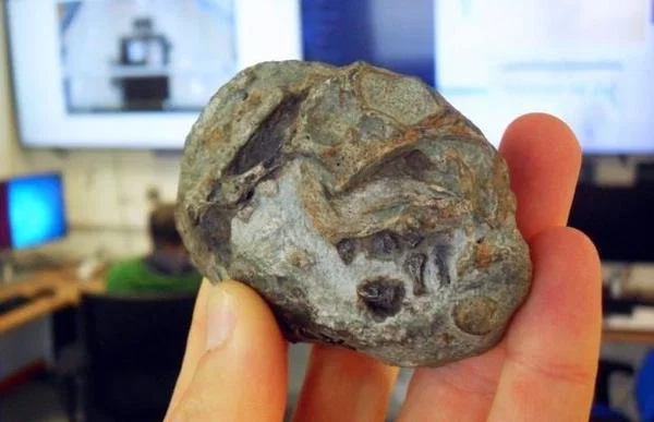 250 Milyon Yıllık Kanıt: Memelilerin Ataları Yumurtluyordu