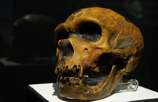 Neandertaller Aslında Bizden Daha mı İyi Konuşuyordu? Ezber Bozan Genetik Araştırma!