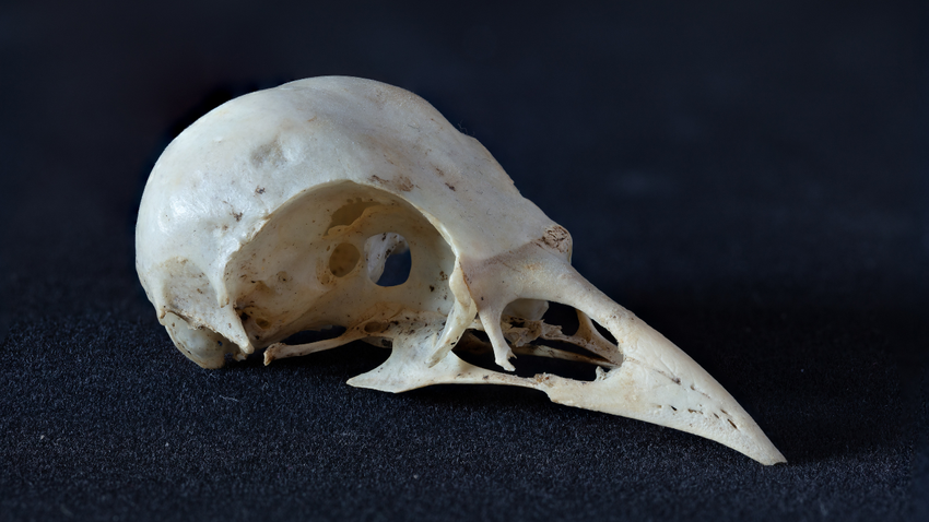 Kuşların kafatası, dinozorların zihnine açılan kapı olabilir