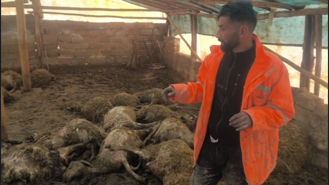 Malatya’da Yetiştiriciye Büyük Darbe: Kurt Saldırısında Onlarca Hayvan Telef Oldu