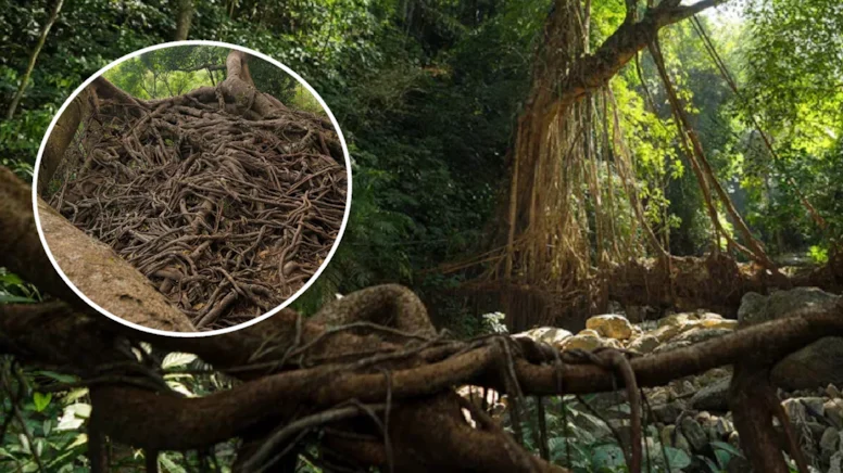 Doğanın Mimarisi: Hindistan’ın Yüzyıllık ‘Canlı’ Köprüleri ve Merdivenleri!