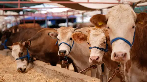 Kurban Bayramı Yaklaşıyor:Vekalet Nasıl Verilecek ?