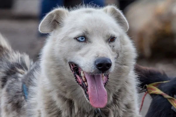 Köpeklerin Beyinleri En Az 5 Bin Yıl Önce Küçülmeye Başladı