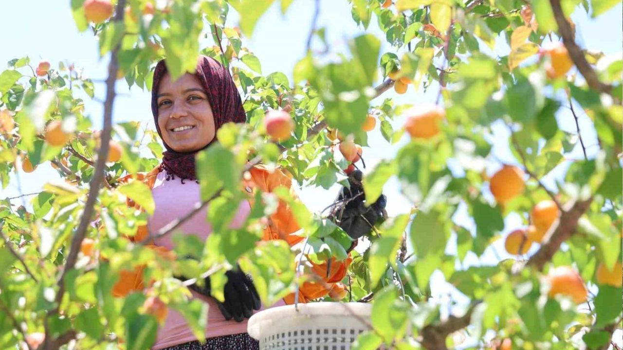 Adana’da Erkenci Kayısı Mesaisi Başladı: Dalında Altın Değerinde Satılıyor