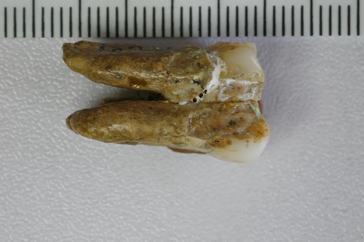 Homo Erectus X Denisova