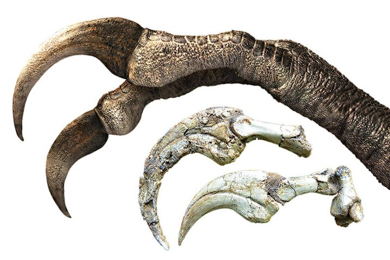 Moğolistan’da iki parmaklı dinozor fosili keşfedildi: Dev pençeleriyle dikkat çekiyor